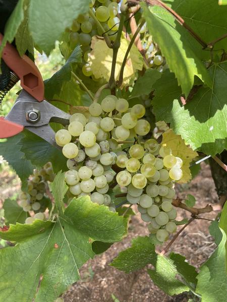 Vendanges du Chardonnay