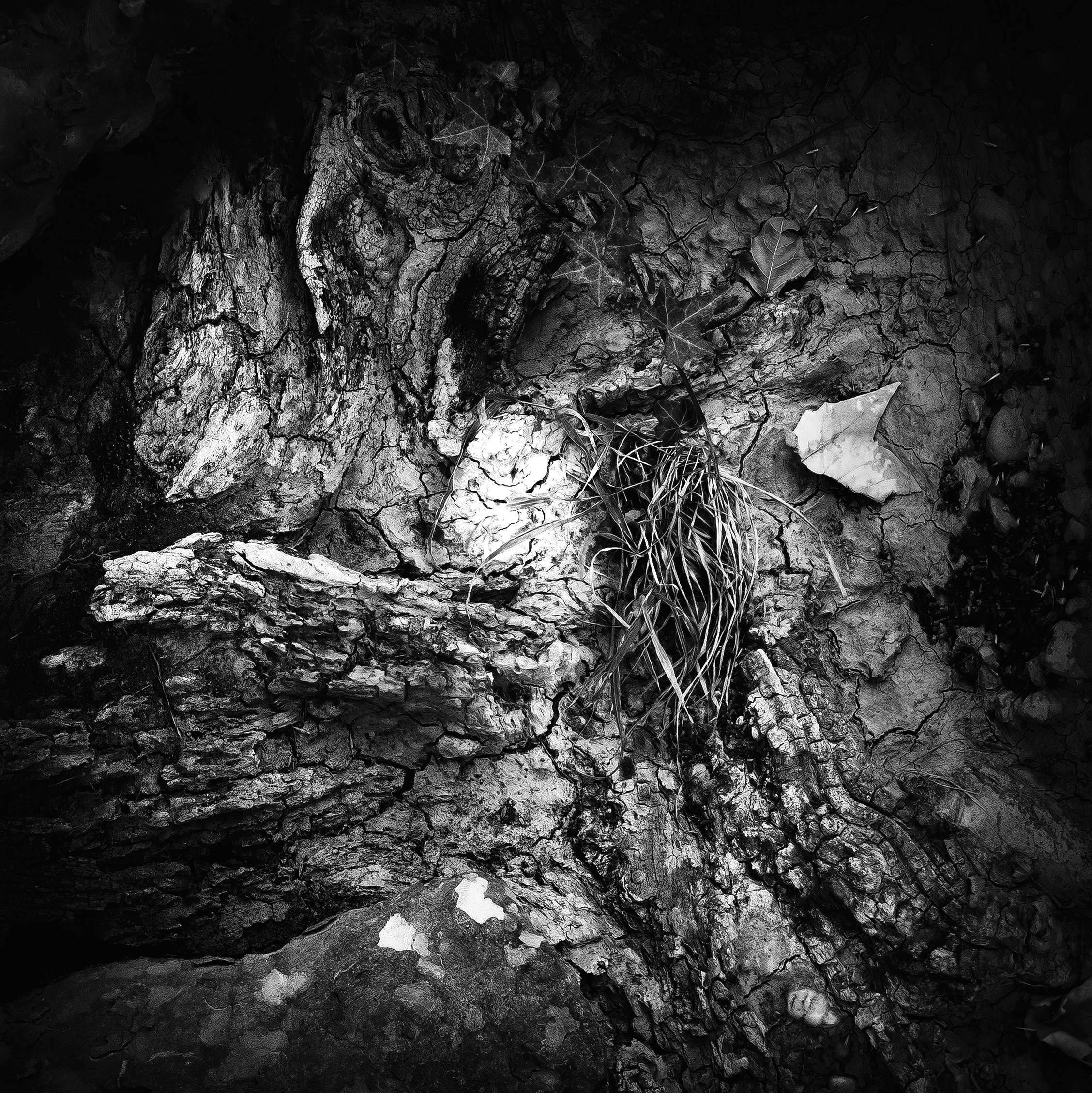 Les âmes de la terre