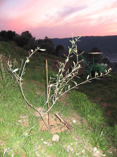 Plantation d'un jeune olivier
