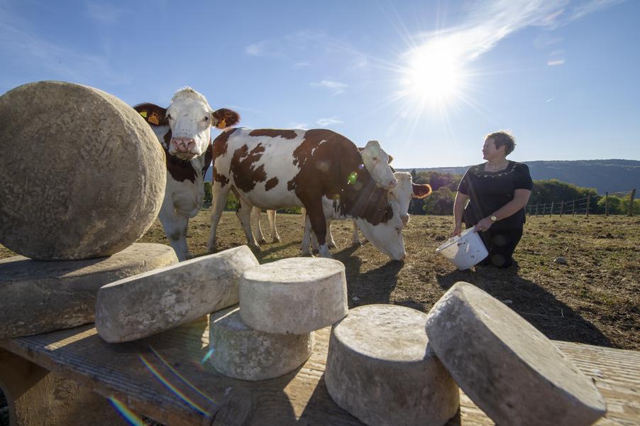 Emily avec ses vaches