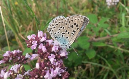 Venez papillonner ! - Sortie avec les Écogardes