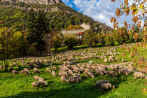 Revendran transhumance à Colmars