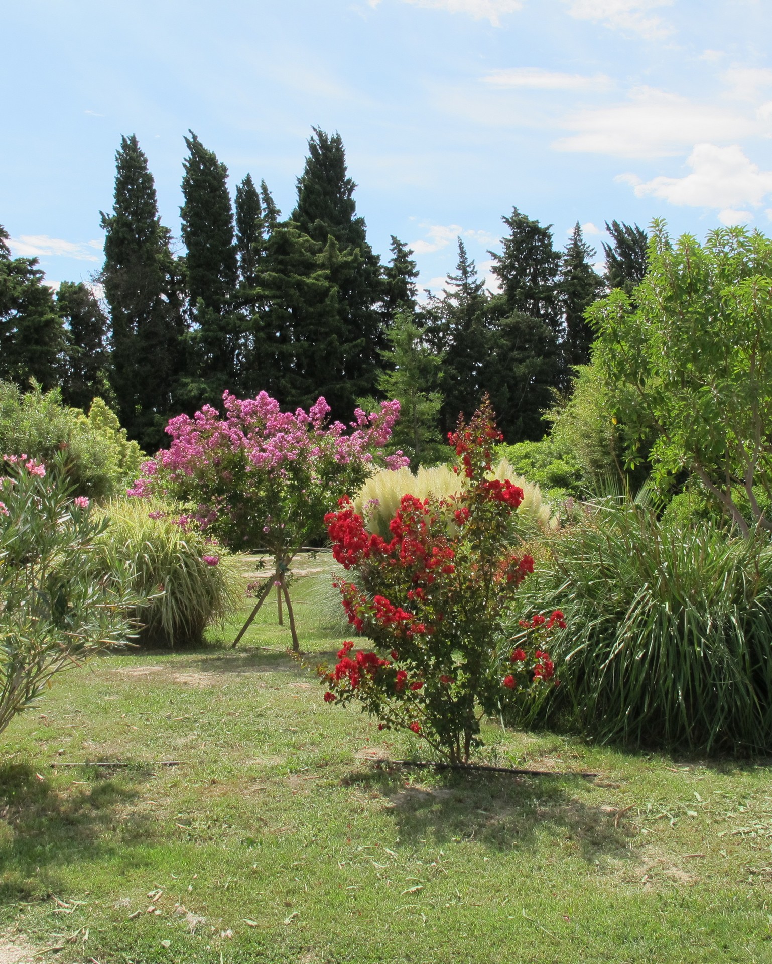 Bambous en Provence
