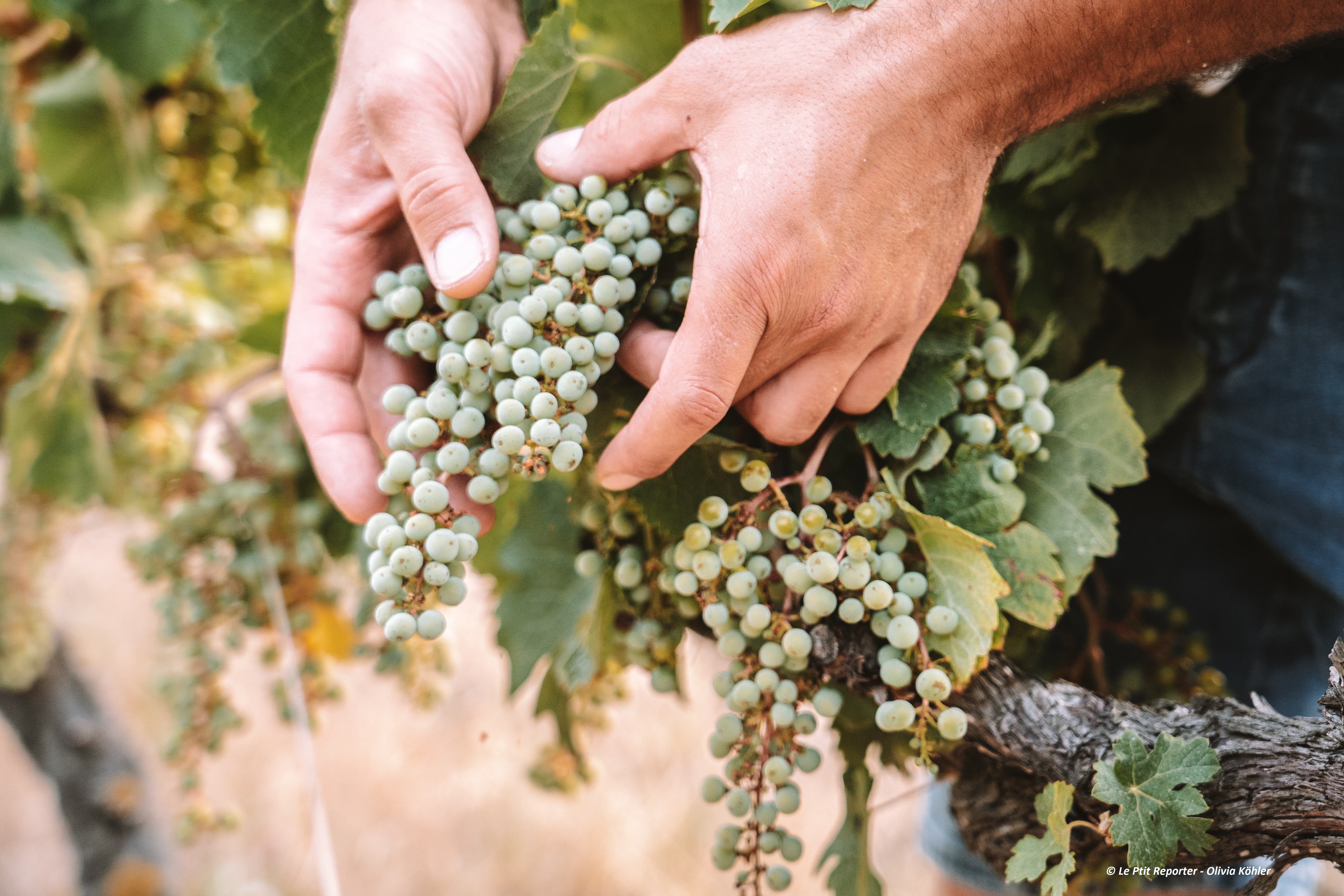 La Route des Vins en Terre de Provence, Maillane - photo 5