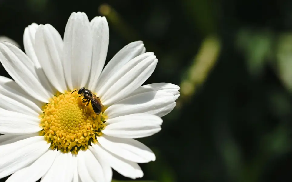 Exposition : Faune et Flore roquebrunoises_Roquebrune-sur-Argens