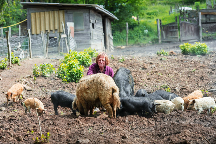 Visite de savoir-faire : Le Domaine du Catié, élevage de cochons Mangalica 
