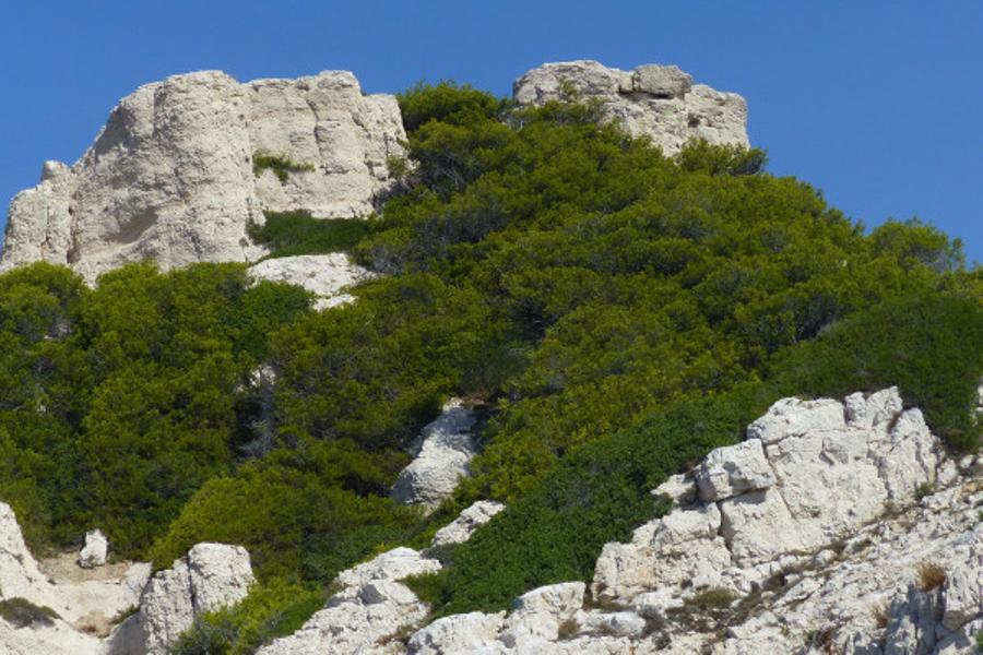 Circuit écologique 2h : la biodiversité des îles de Marseille