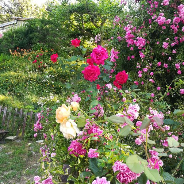 Les roses du jardin