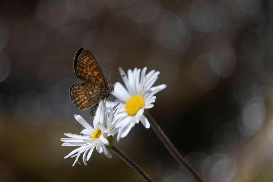 - © Coulon Mireille 140243_HD - © Coulon Mireille