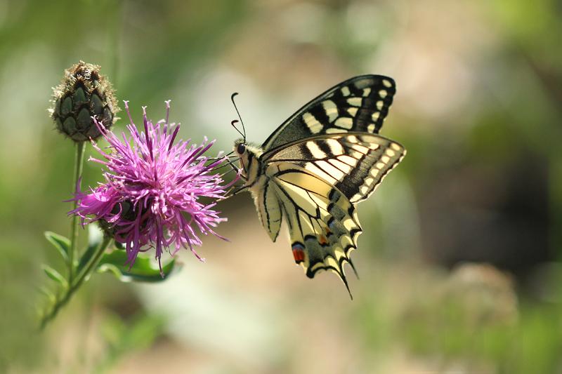 Animation nature sur les ENS : le monde fascinant des insectes pollinisateurs_Trept-Balcons du Dauphiné