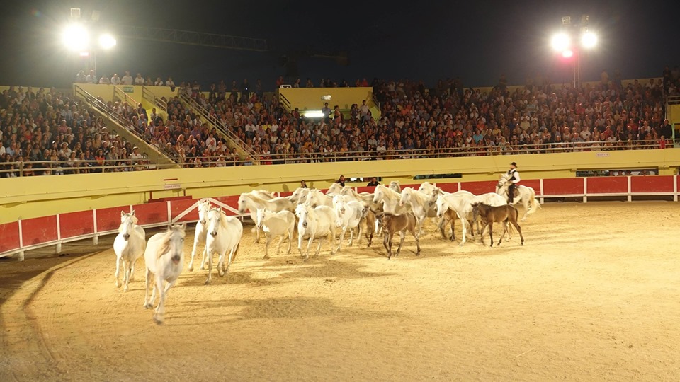 Spectacle Equestre aux Arènes