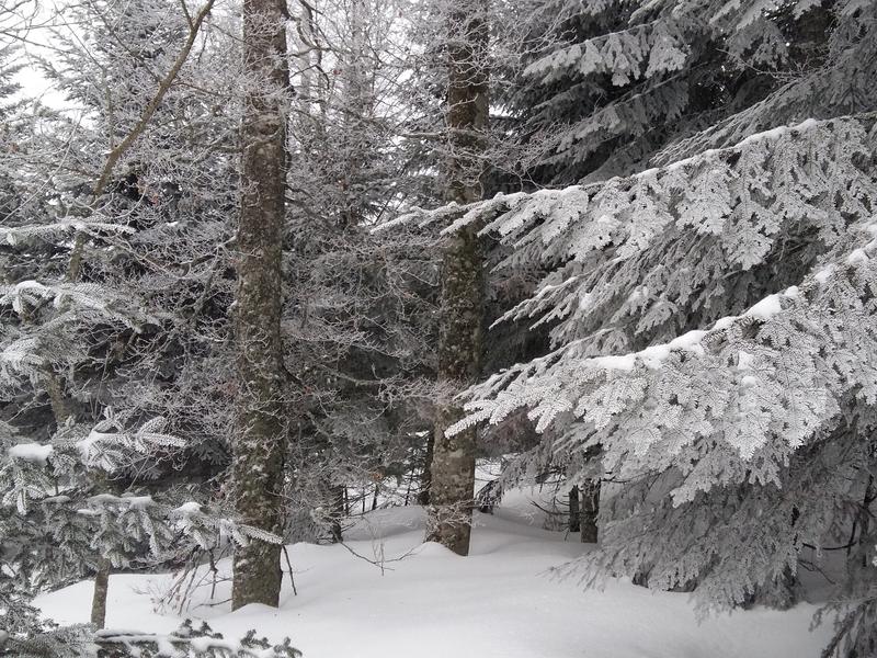 Sapins enneigés