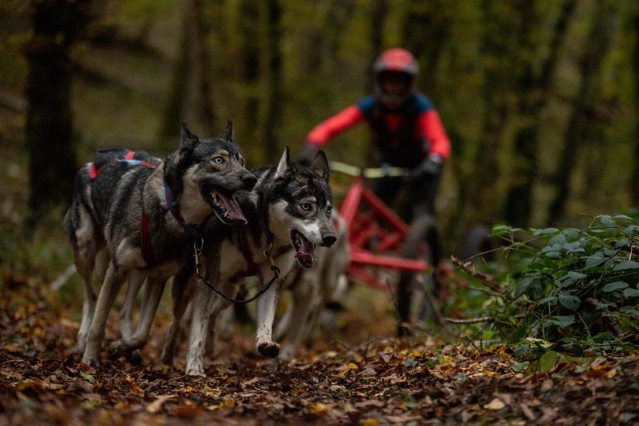 Découverte du mushing - Offre spécial groupes_Champéry