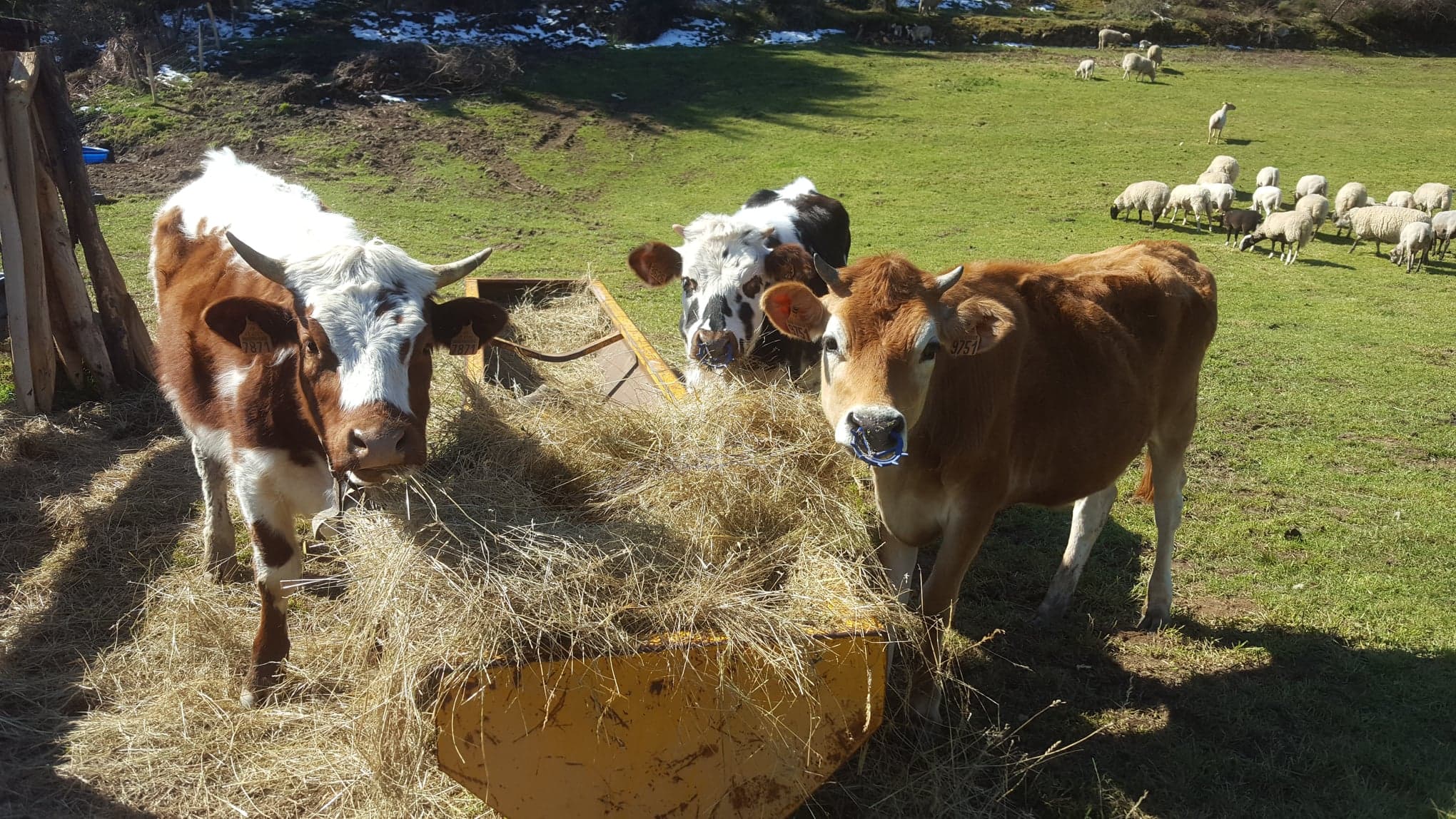 La petite ferme