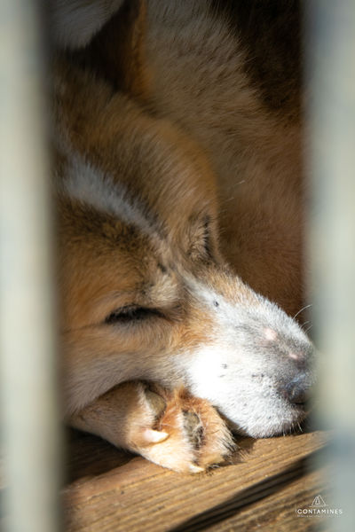Parc du chien polaire