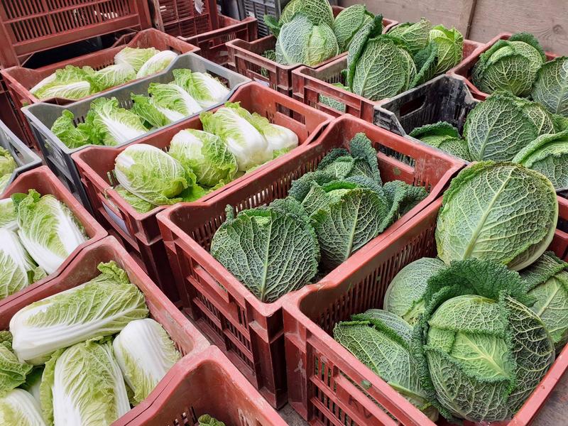 chou chinois bio chou vert bio