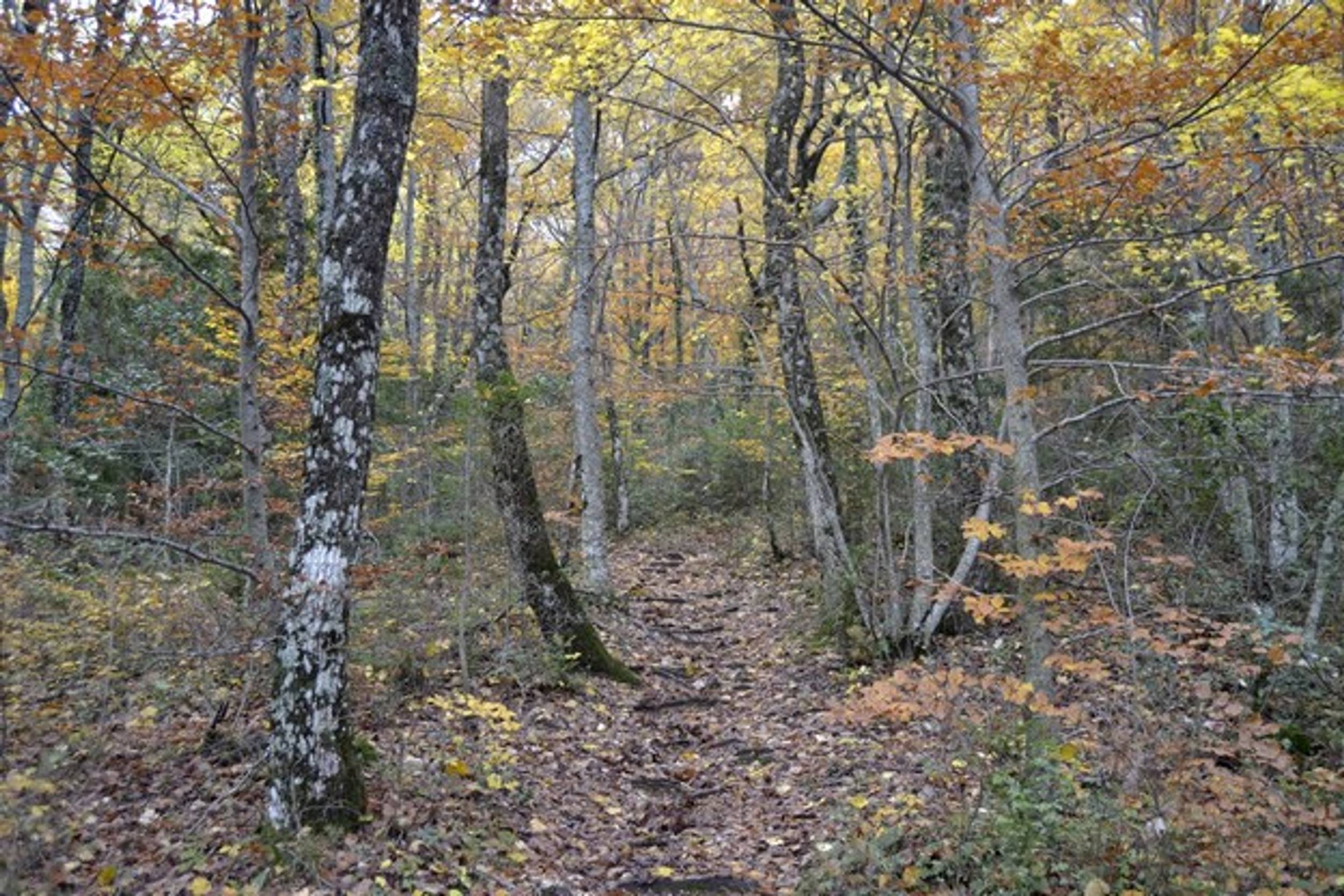 PLAN D'AUPS SAINTE-BAUME - Le sentier Merveilleux, Saint-Zacharie - photo 5