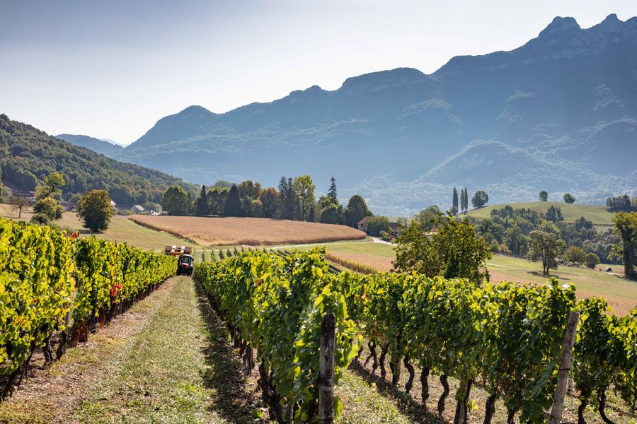 Domaine Vins Christophe Joly