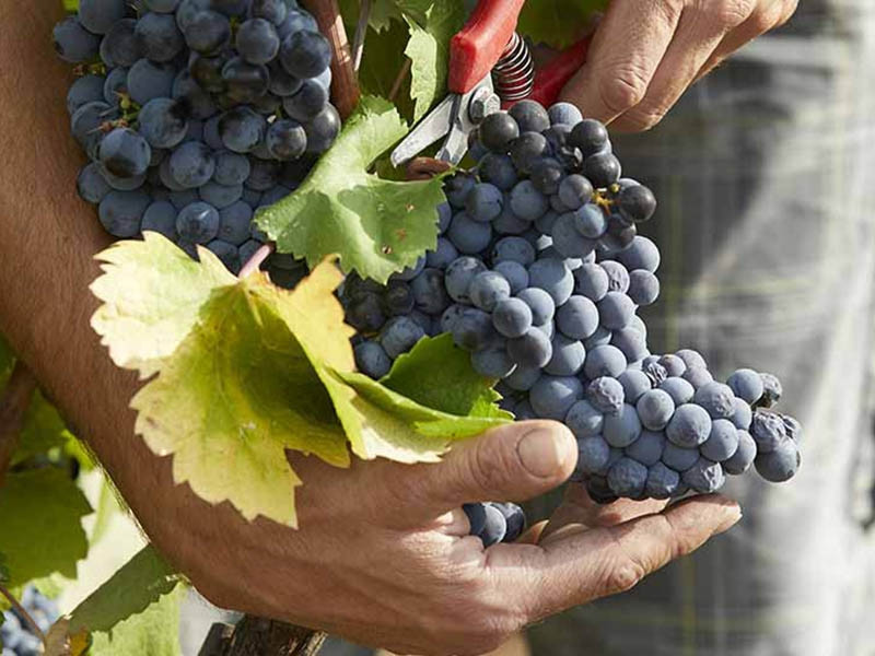 Domaine de Belambrée - photo 5