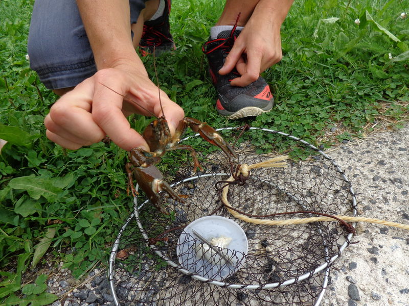 Atelier pêche aux écrevisses Près d'Allanche