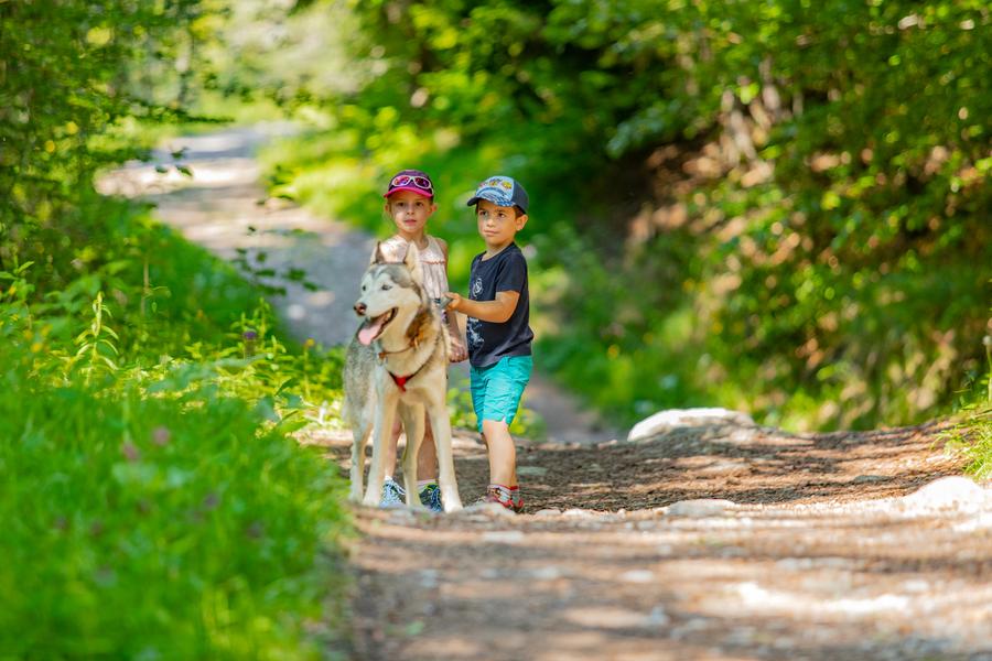 Sortie cani-rando face au Mont-Blanc