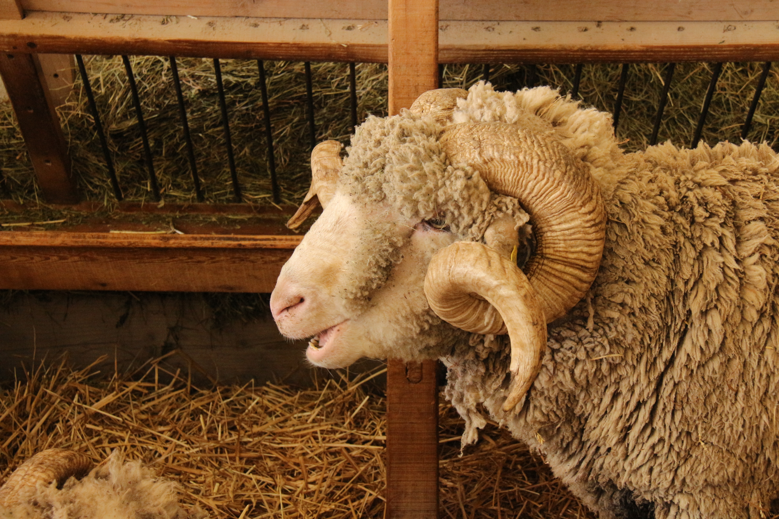 Foire Agricole - photo 2