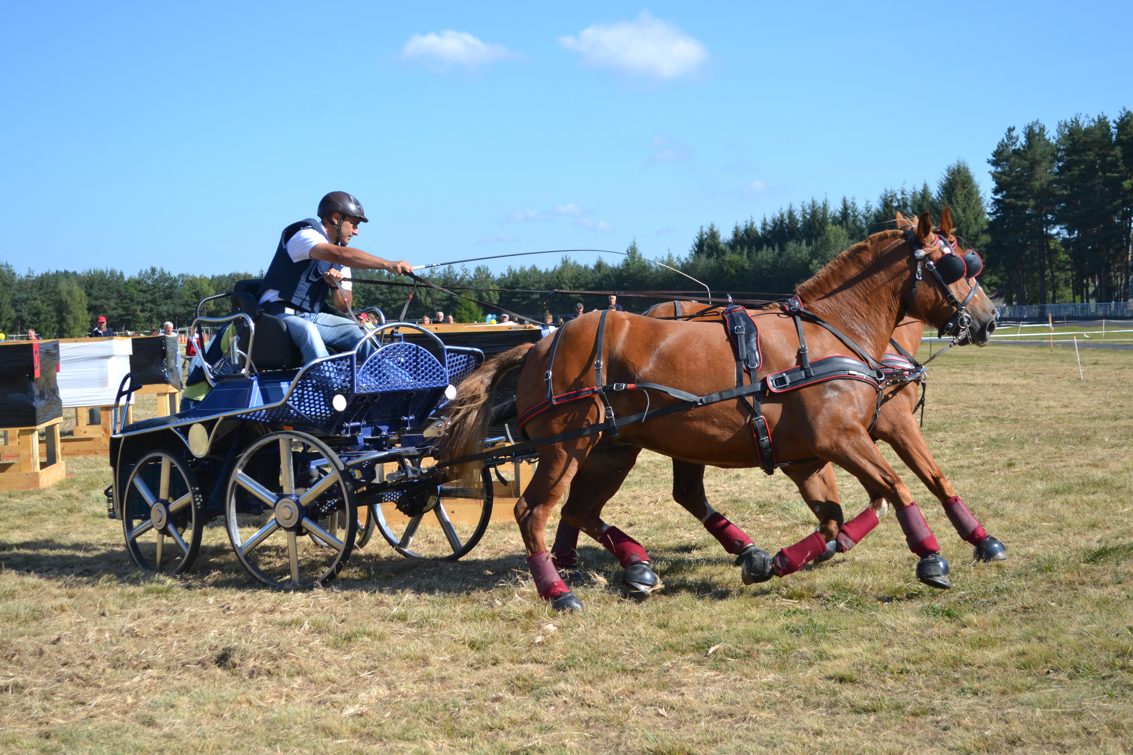 Concours National d'Attelage
