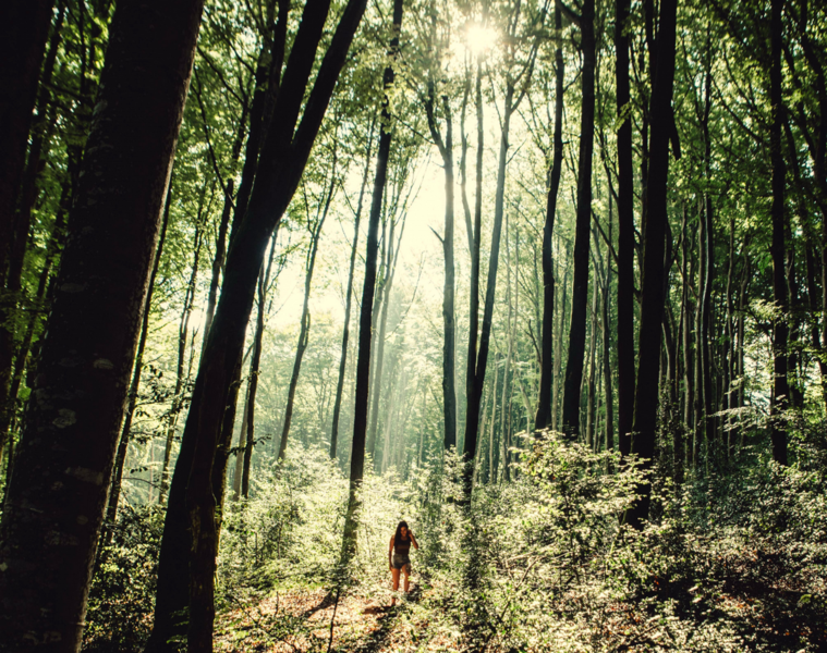 Randonnée de la  forêt de Montagnol