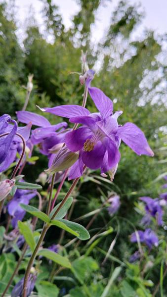 Jardin Alpin_Bellevaux