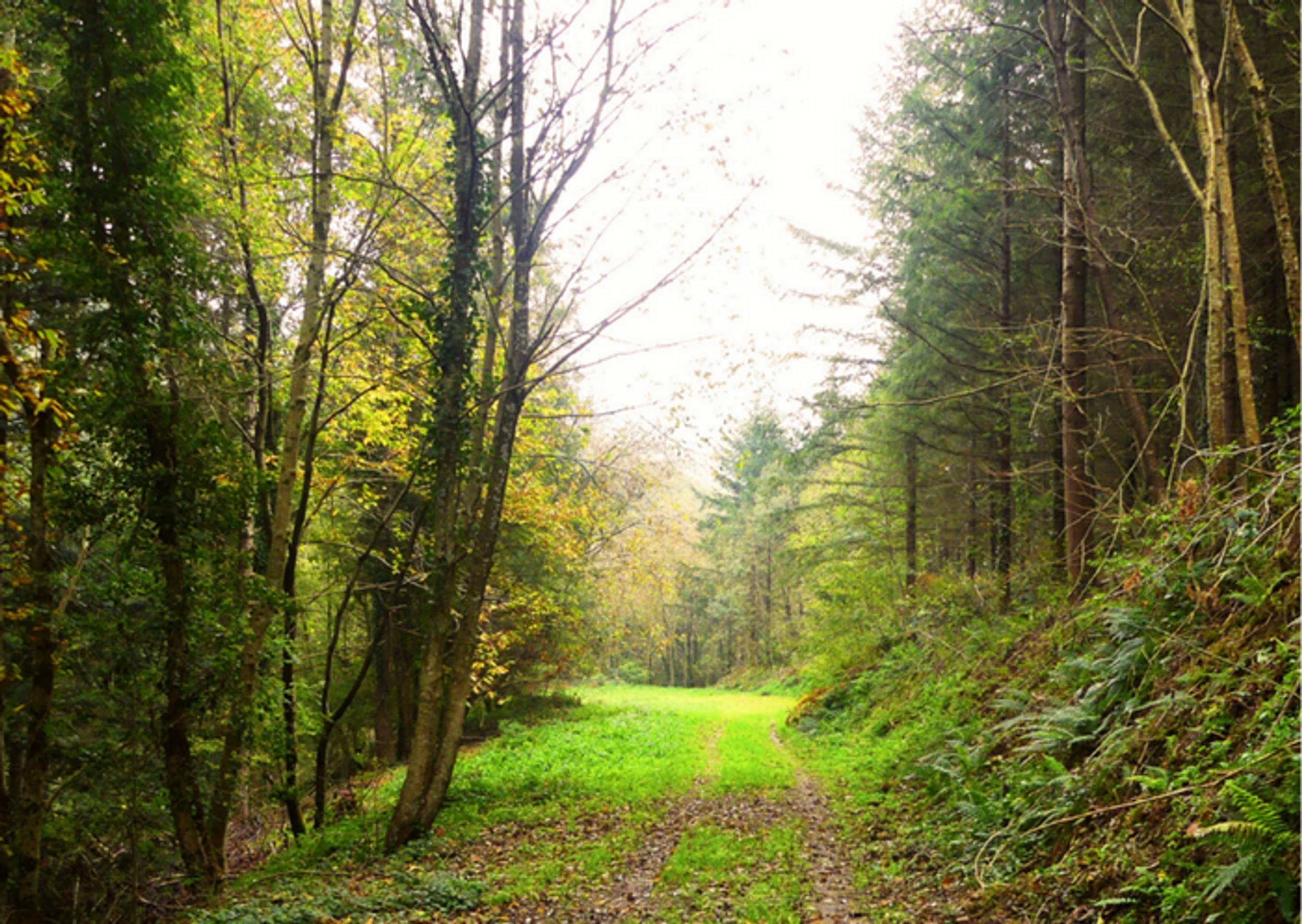 noailhac-boucle-des-forets-des-malous-9-c-office-de-tourime-castres-mazamet-av537krqwm1u