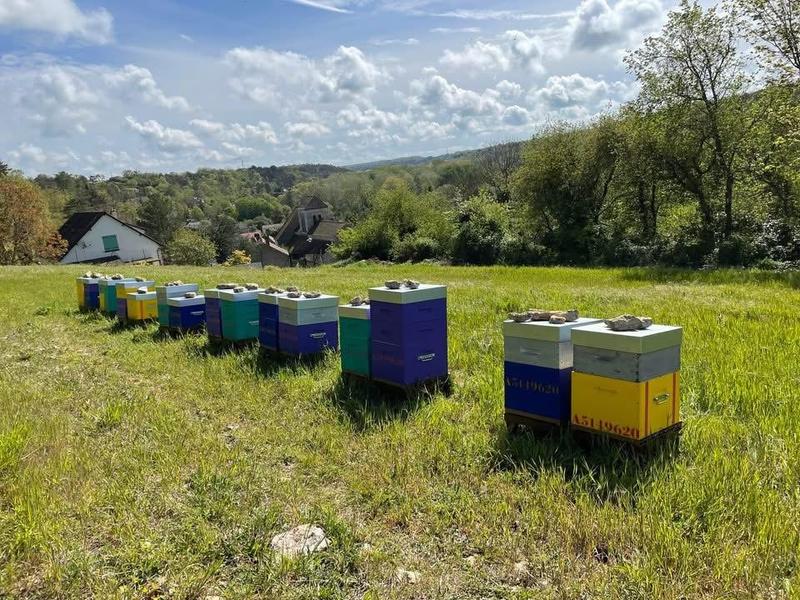 The apiary of Hélo_Massy