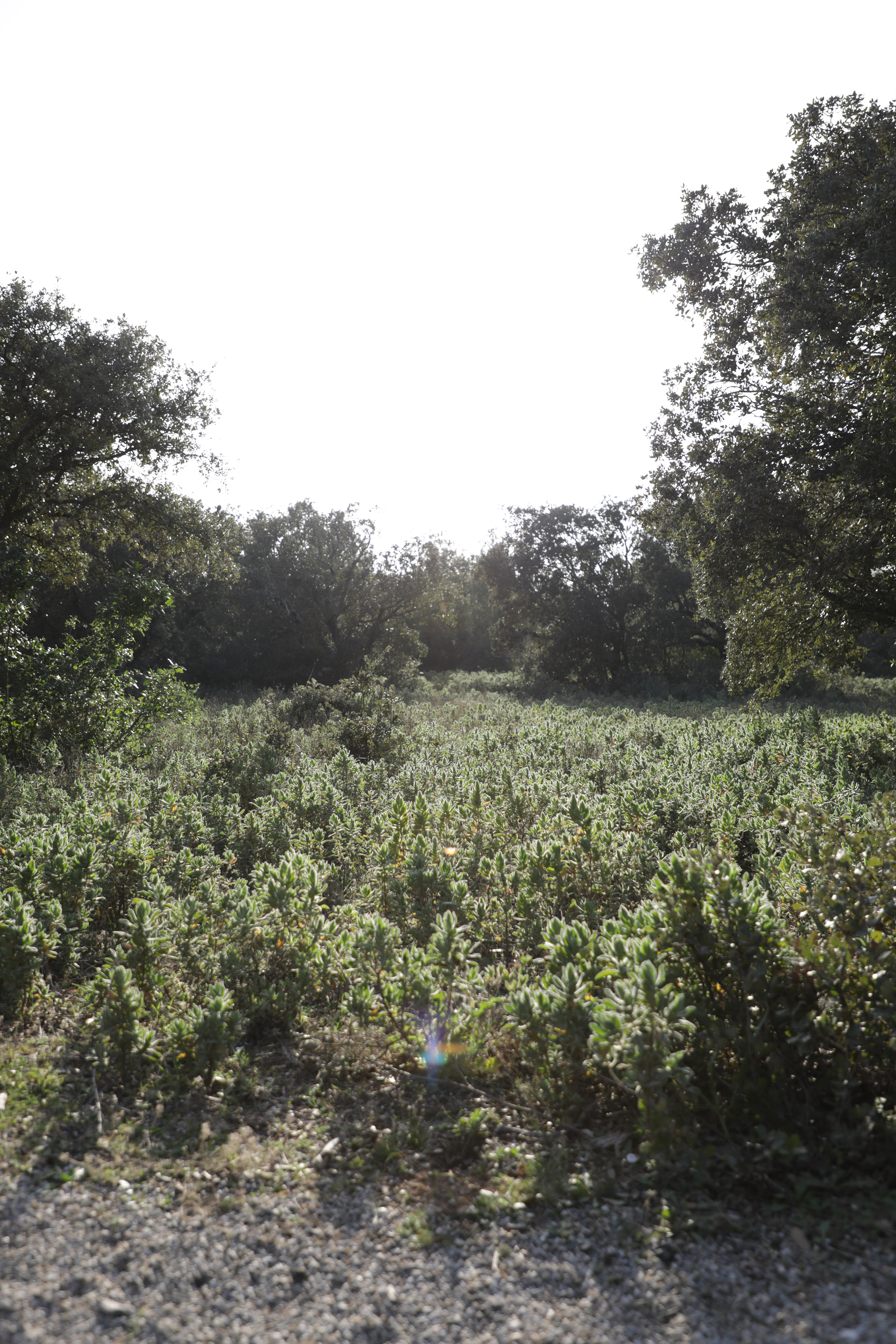 Cornillon-Confoux - Sentier du Mur des Abeilles