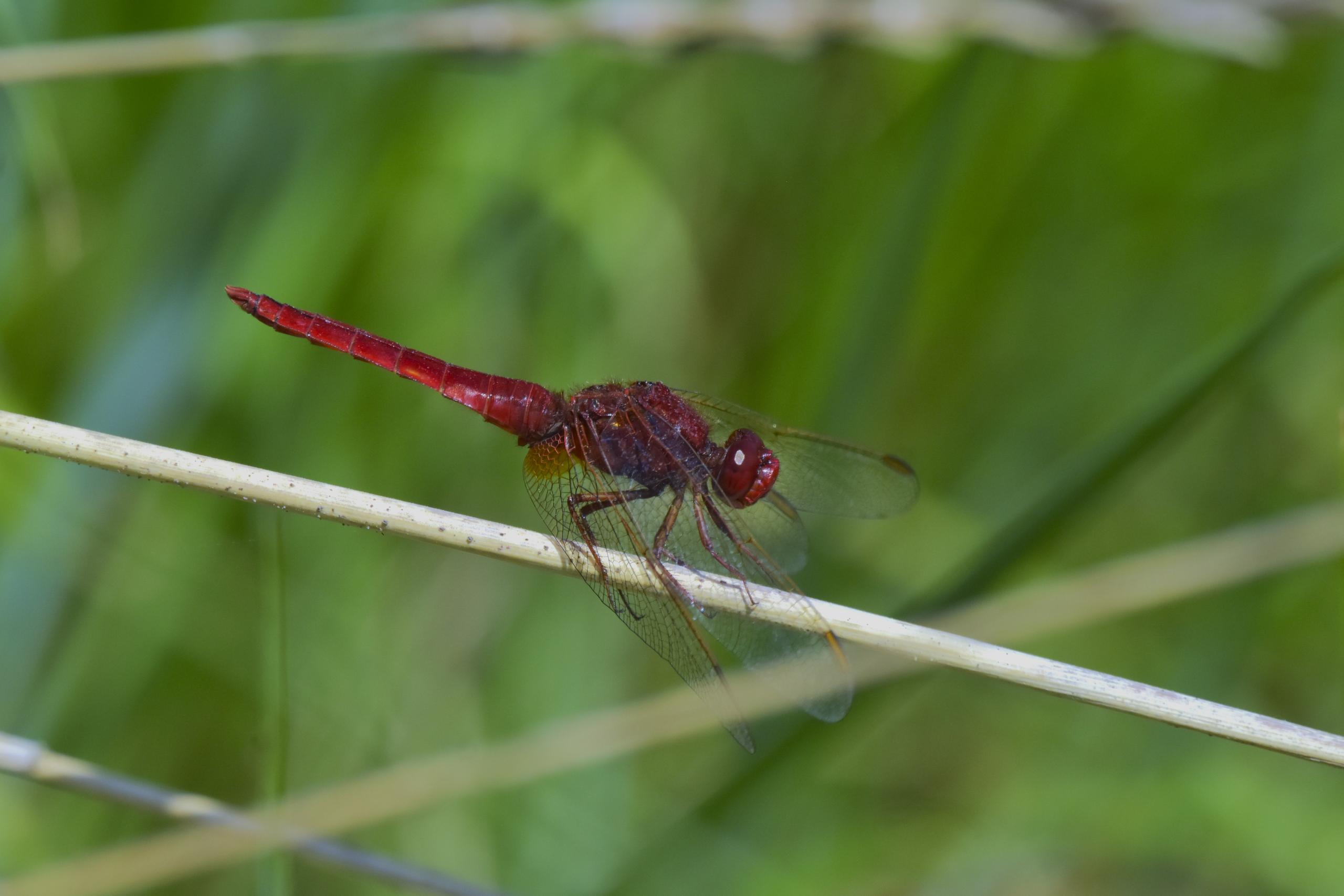 Libellules de Vitrezay