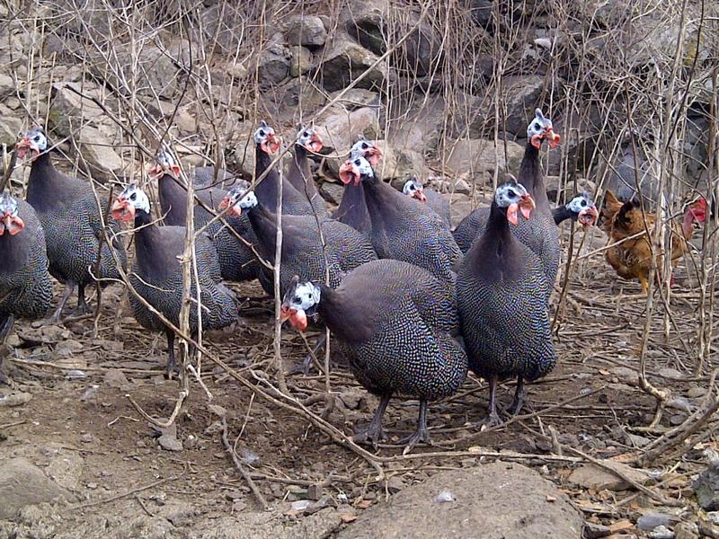 De ferme en ferme : visite de la ferme de Fay