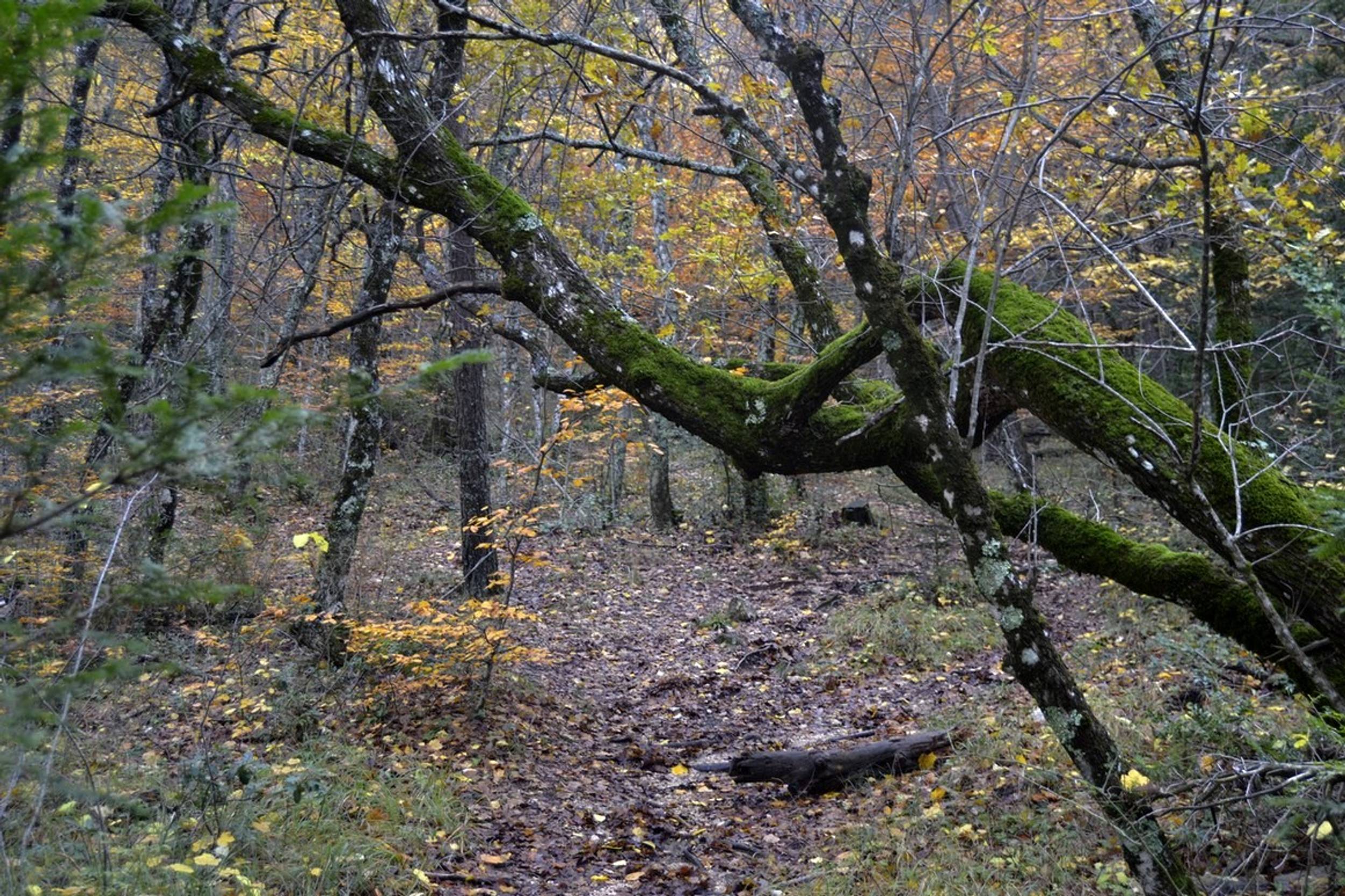 PLAN D'AUPS SAINTE-BAUME - Le sentier Merveilleux, Saint-Zacharie - photo 6