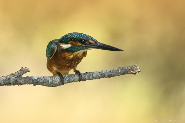 Alexandra Martinez Photography - photo 4