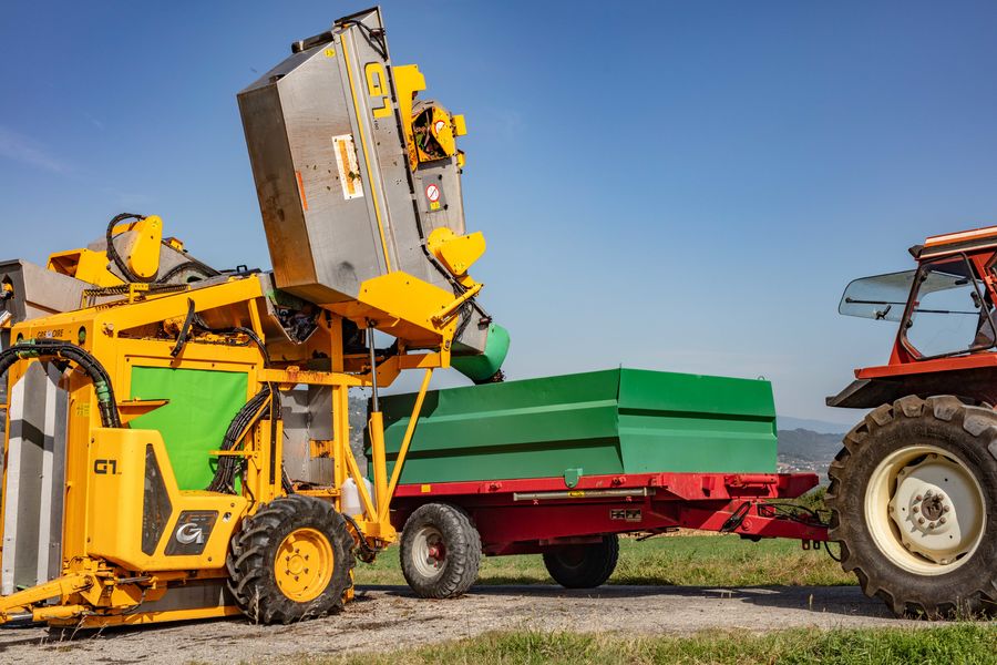 Vendanges au Domaine Vins Christophe Joly