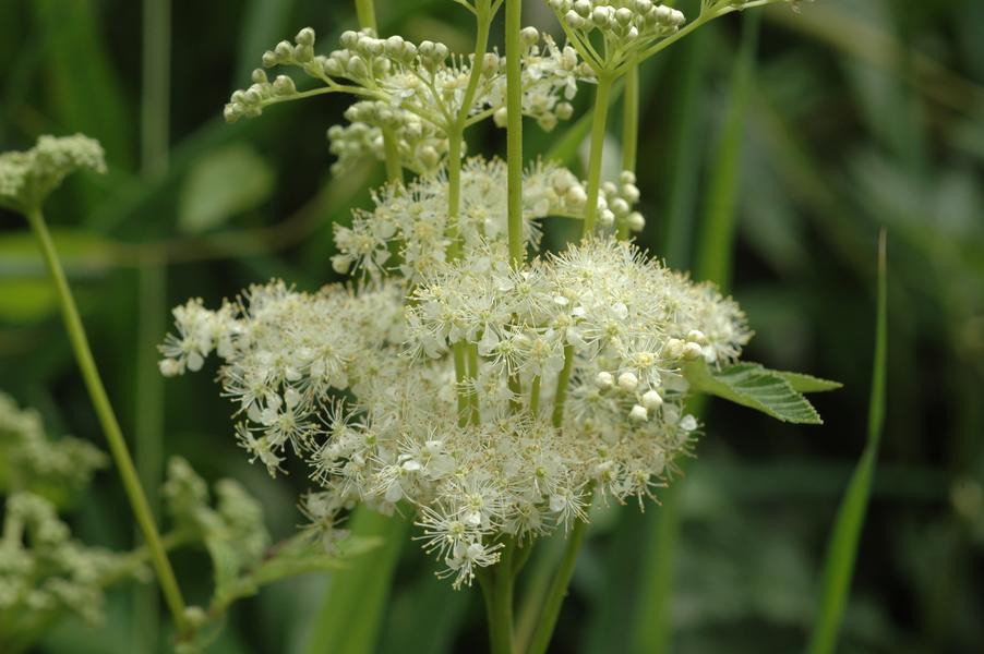 COMPLET - Plantes sauvages comestibles, avec Mathilde Simon de l'Echo sauvage