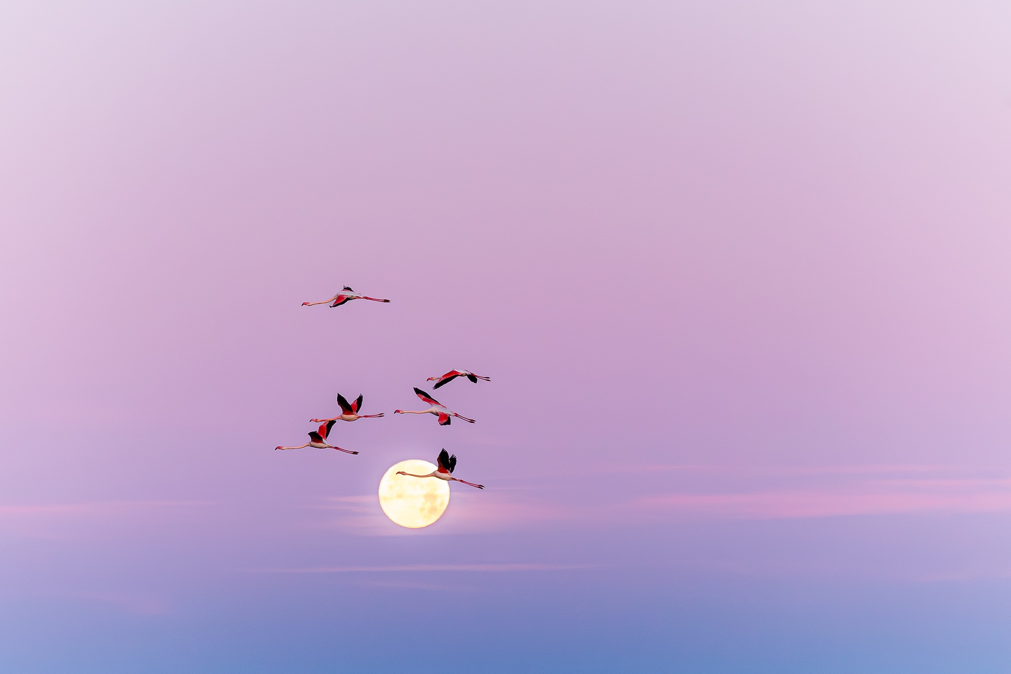 18e Édition – Festival de la Camargue