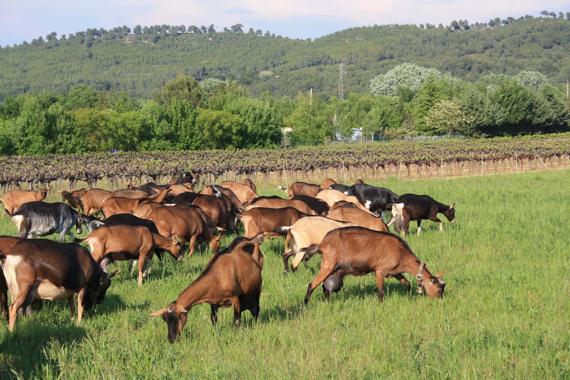 Ferme du Brégalon