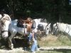 Country Pony ranch Balade Ⓒ Country Pony Ranch - 2014