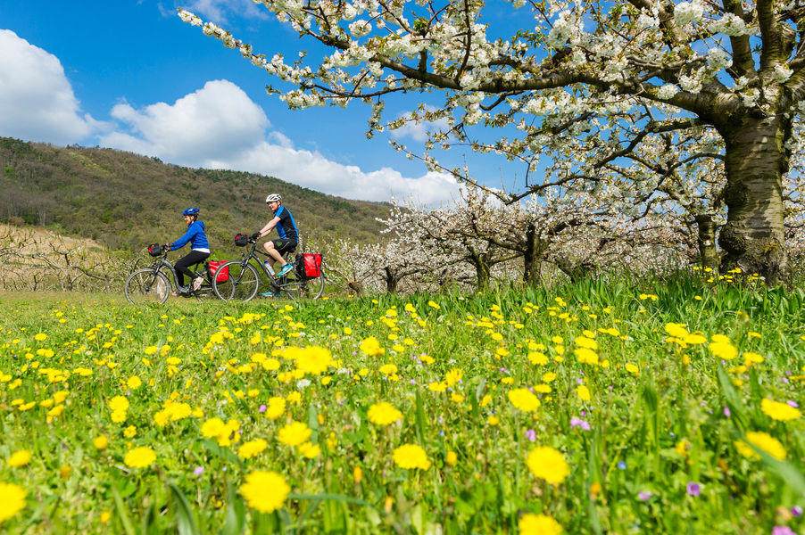 Cyclistes sur ViaRhôna au printemps