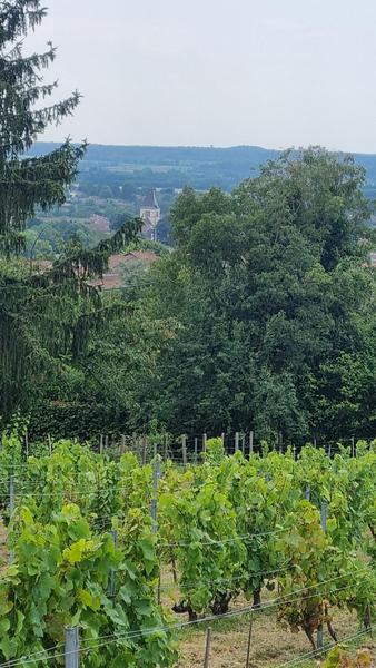 Vignoble de Journans - Belvédère du Mont Rignat_Journans