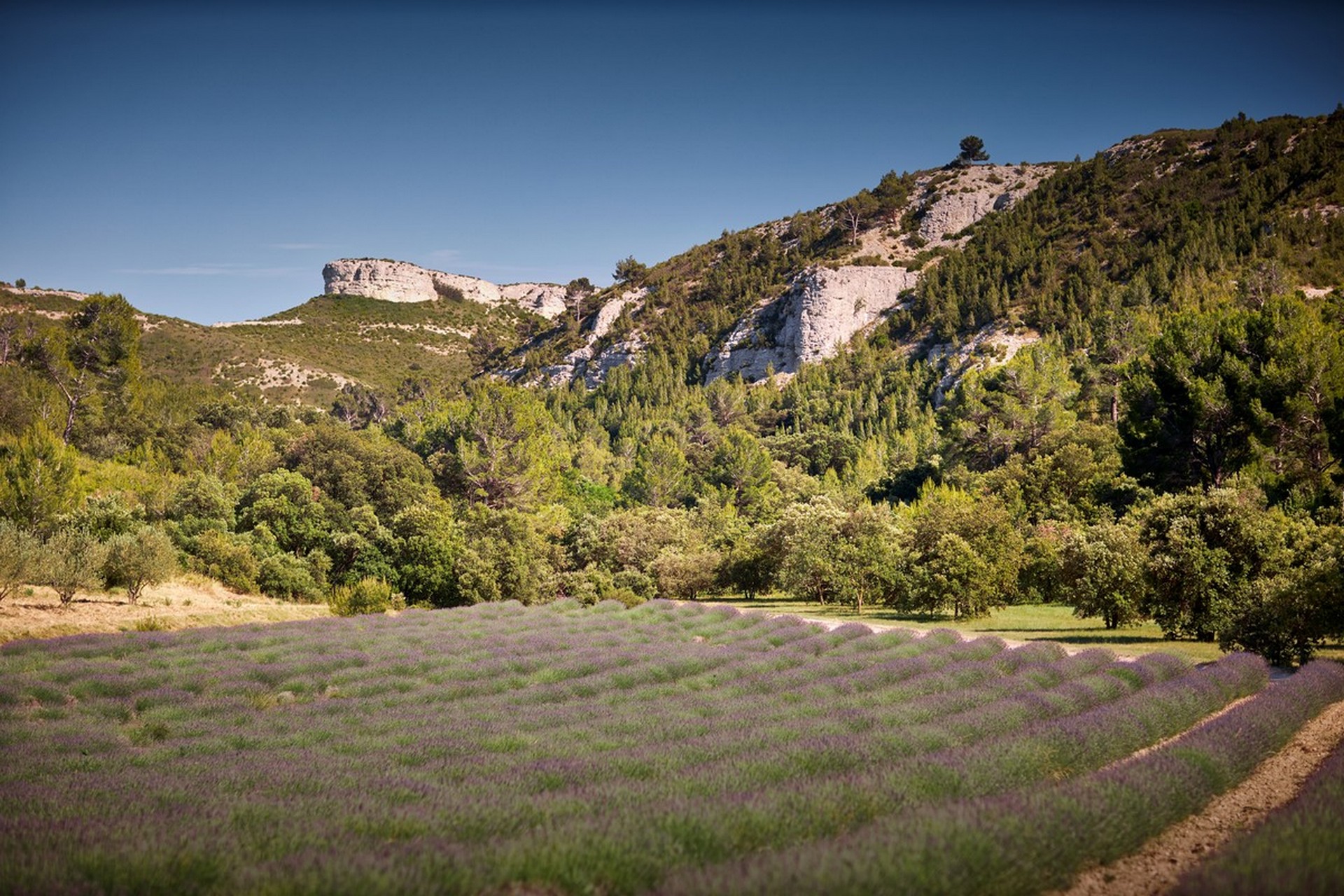 Domaine de l'Abbaye Sainte-Marie de Pierredon — photo 3