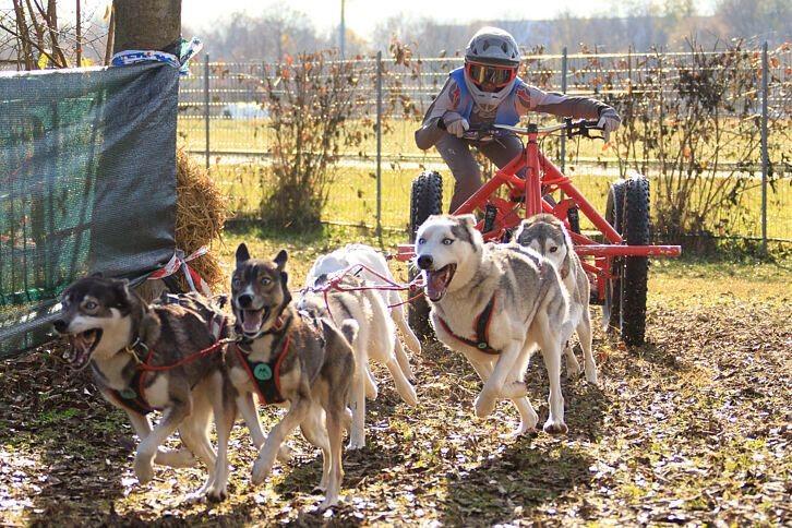 Découverte du mushing - Offre spécial groupes_Champéry