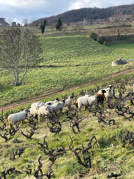 Les brebis en hiver, éco paturage