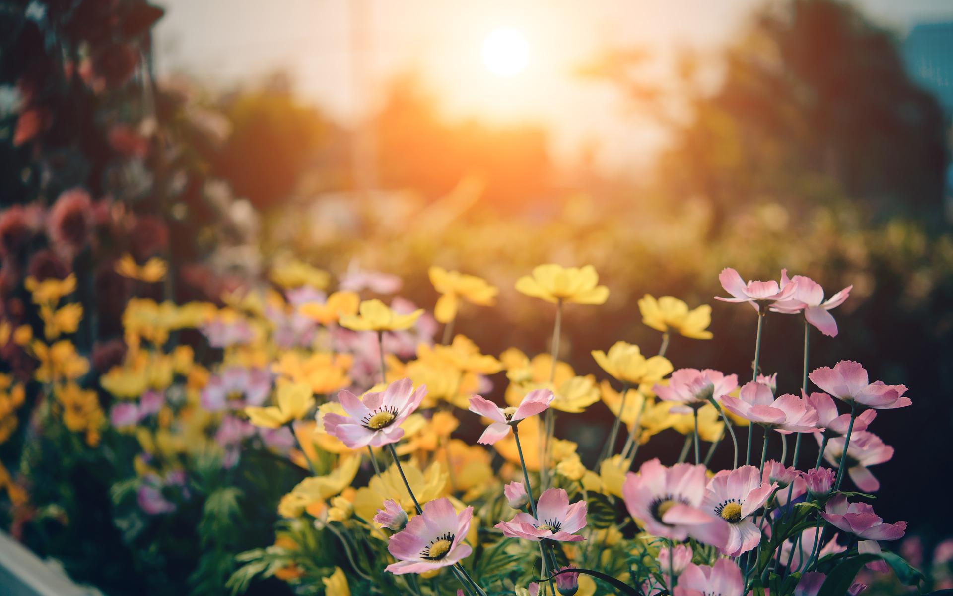 Rendez-vous aux jardins à Genouillé
