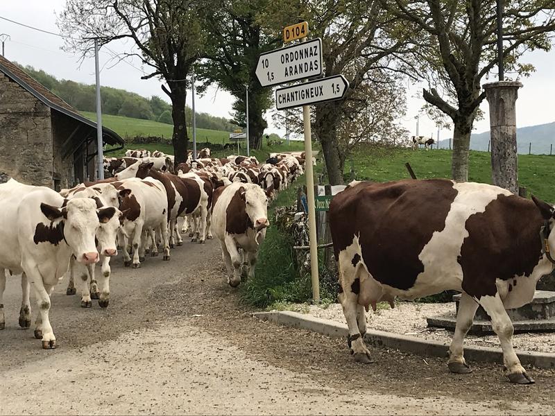 Gaec Les Perce neige