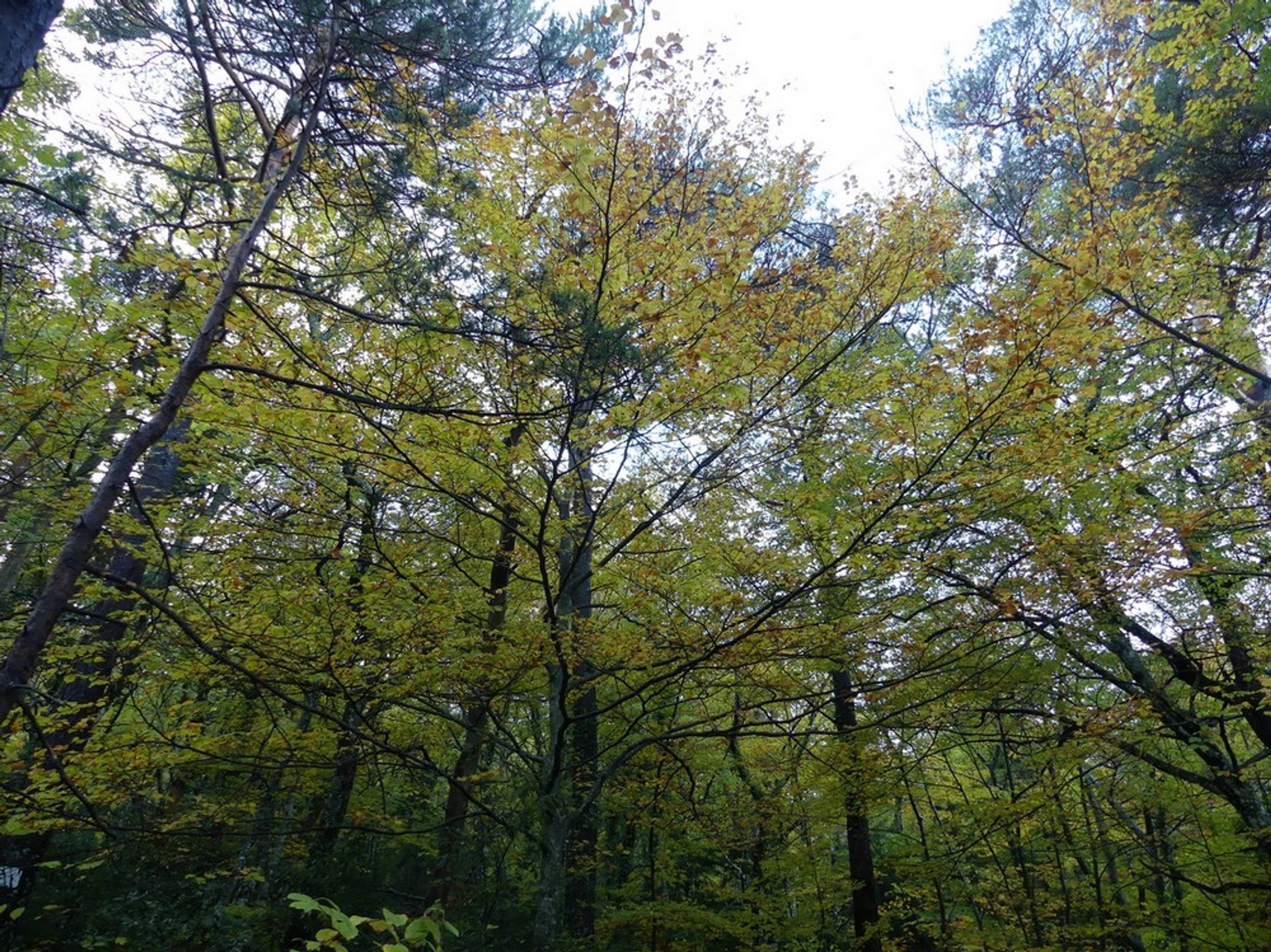 PLAN D'AUPS SAINTE-BAUME - Le sentier Merveilleux, Saint-Zacharie - photo 7