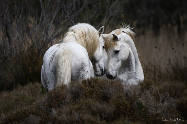 Alexandra Martinez Photography - photo 3